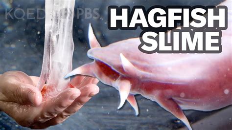 Hagfish Slime Uses