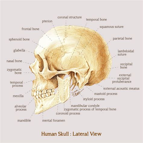 Human Skull Anatomy: Lateral View | Anatomia y fisiologia, Anatomía, Fisiología