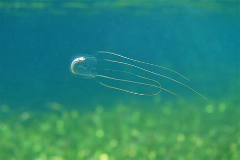 Deadly box jellyfish stings, what to do and precautions to take