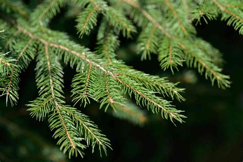 How to Grow and Care for Norway Spruce