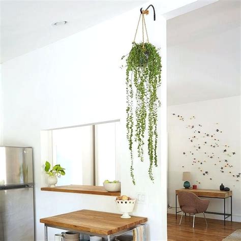 10+ Hanging Plants From Ceiling Ideas