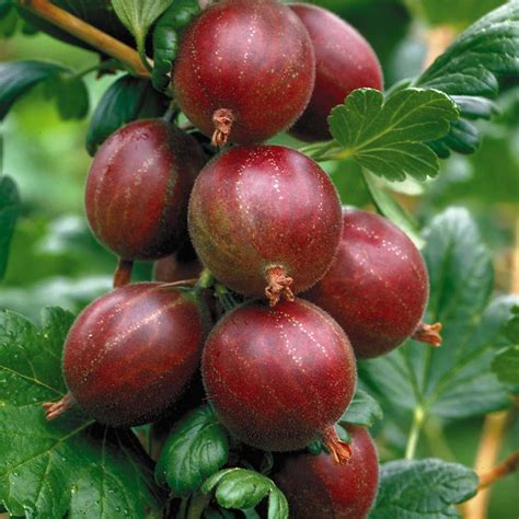 Gooseberry (Hinnomaki Red) | Restoring Eden