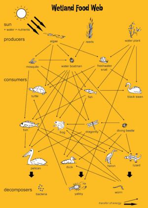 Louisiana Swamp Food Pyramid