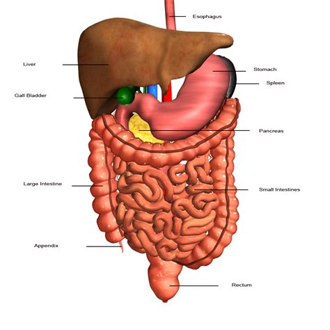 Digestive System Labeling Diagram