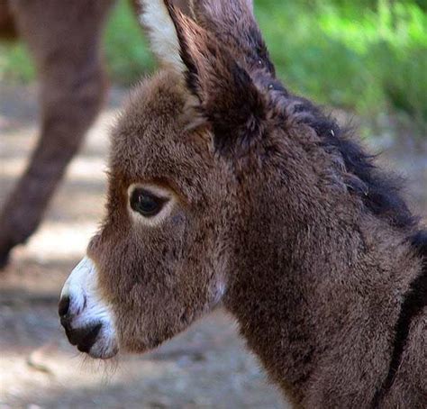 baby miniature donkey - Bing Images Farm Animals, Animals And Pets, Funny Animals, Baby Donkey ...