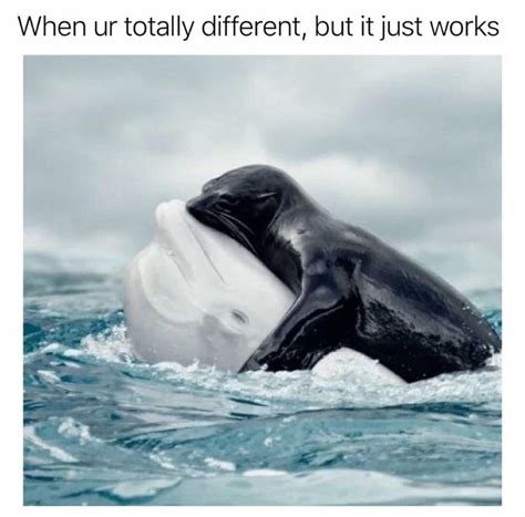 Beluga Meme