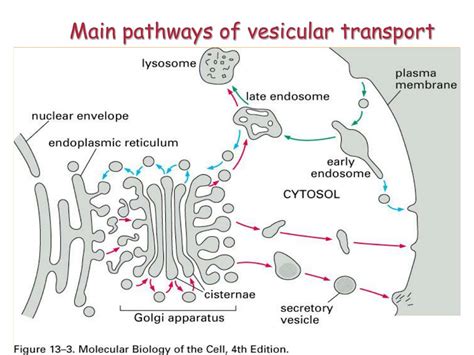 PPT - Vesicular transport PowerPoint Presentation, free download - ID:5679415