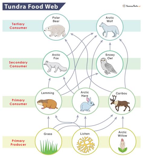 Tundra Food Chain: Examples and Diagram