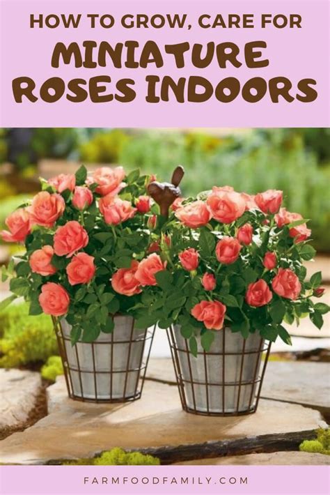 Growing Miniature Roses Indoors: Care, Feeding, and More