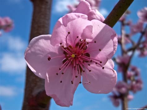 Peach Flower – FREEBigPictures.com