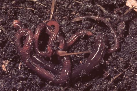 Australian Earthworms - The Australian Museum