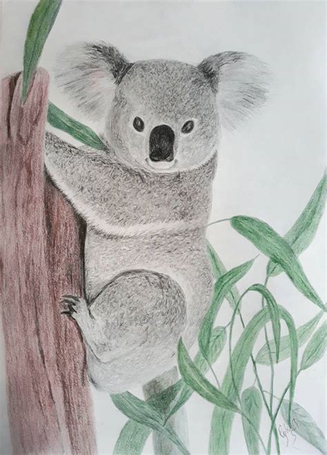 Koala Drawing | ubicaciondepersonas.cdmx.gob.mx