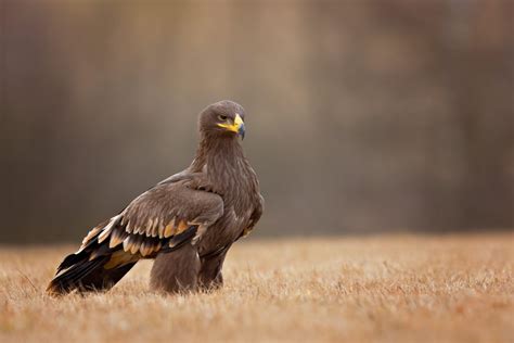 Interesting Golden Eagle Facts for Kids – Fun Facts 4 Kids