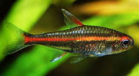 Glowlight Tetra (Hemigrammus erythrozonus) | Tropical Fish Keeping