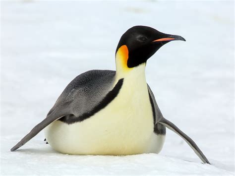 Emperor Penguin Pictures