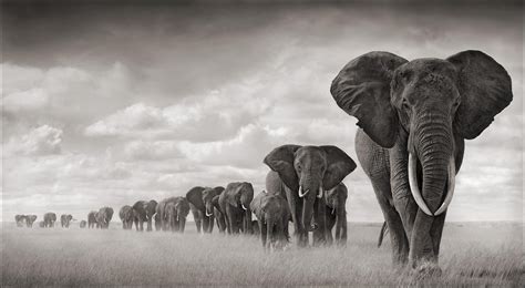 Grayscale photo of herd of elephants HD wallpaper | Wallpaper Flare