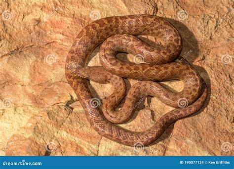 Pygmy Python stock photo. Image of snake, antaresia - 190077124