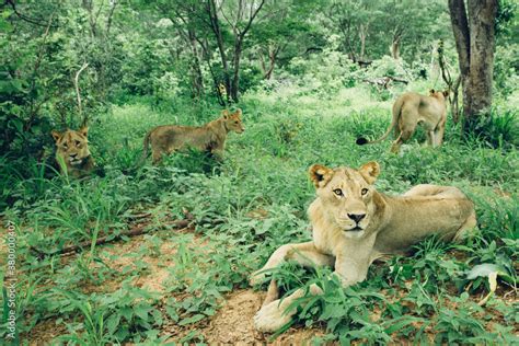 Pride of Lions Stock Photo | Adobe Stock