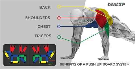 Unknown Benefits of a Push Up Board System | beatXP Blog