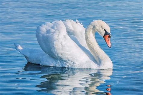 Swan - A-Z Animals