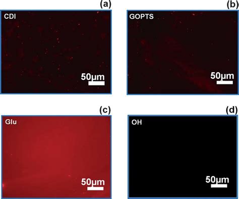 Fluorescence microscopy images with fluorescent (Alexa Fluor 555 ...