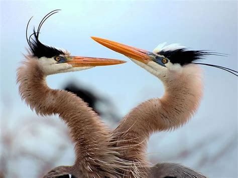 Daily Cuteness - 15 Cute Animal Pairs From National Geographic