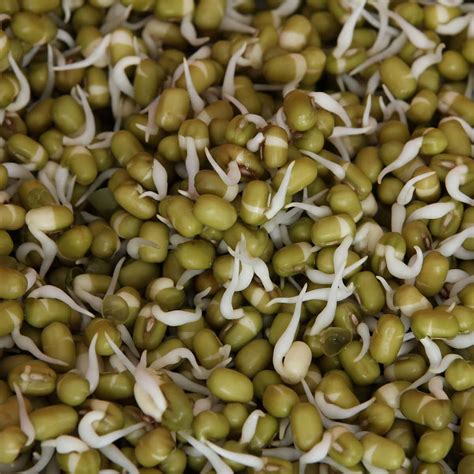 Mung Bean Sprouts Nutrition and Health Benefits - Healthier Steps