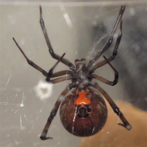 Latrodectus geometricus | Arachnoboards