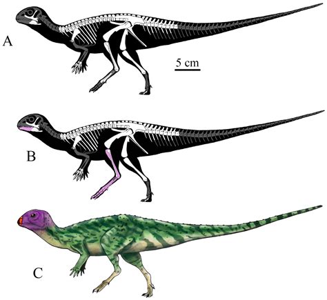 New dinosaur species discovered in Thailand