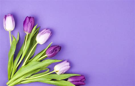 Purple Tulips Wallpaper Background