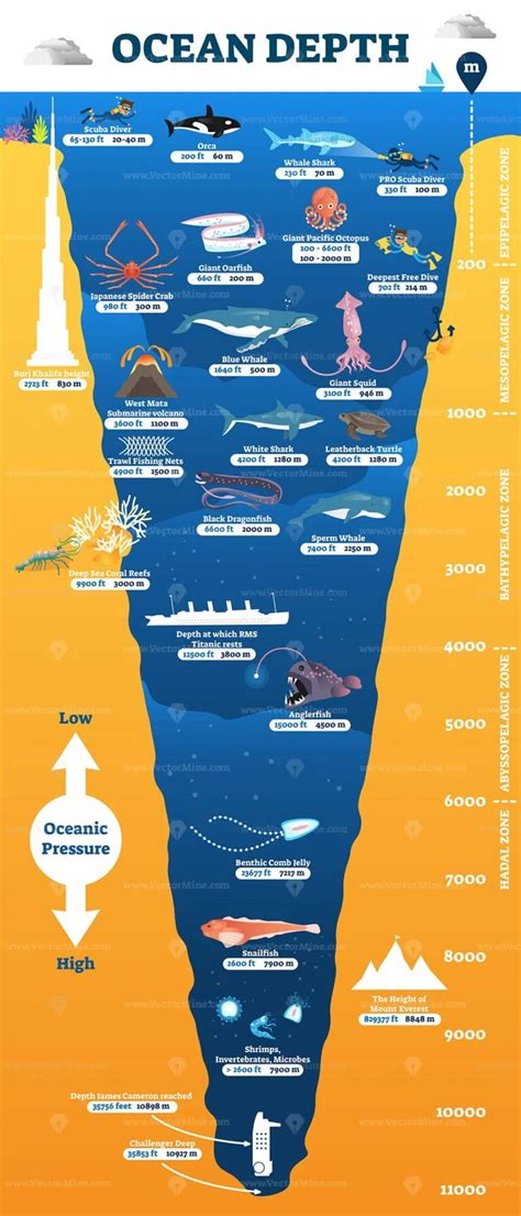 Ocean depth zones infographic, vector illustration labeled diagram ...