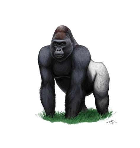 Gorilla Download PNG | PNG All