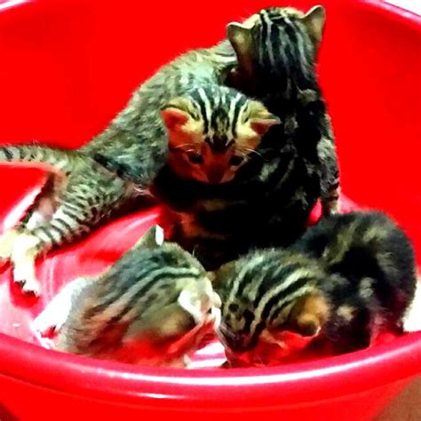 Bengal Kittens For Adoption, Pet Supplies, Homes & Other Pet ...