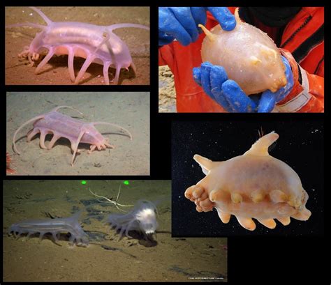 The Science Questionnaire: Species Spotlight: Sea Pigs