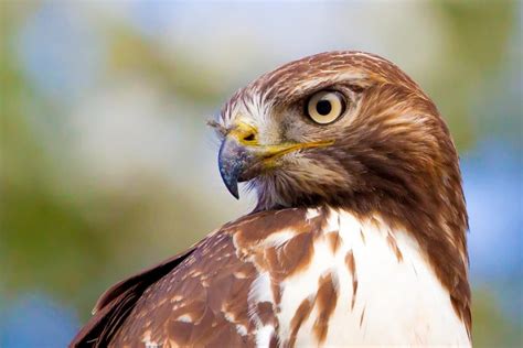 Red-tailed Hawk - Bird Alliance of Oregon