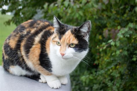 77 Calico Cat Names for Tri-Colored Beauties | Great Pet Care