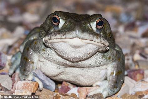 Psychedelic drug from toad venom could battle depression and anxiety | Daily Mail Online