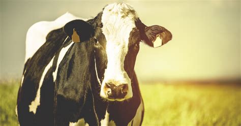 5 keys to healthy, productive fresh cows | Hubbard Feeds