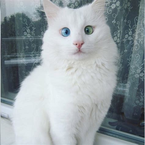 White Cat With Different Colored Eyes