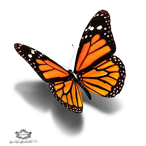 3d Butterfly Drawing at GetDrawings | Free download