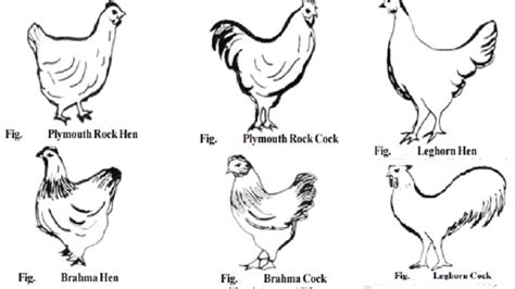 Poultry Breeds