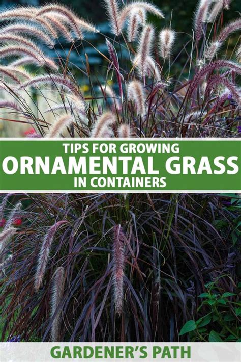 Tips for Growing Ornamental Grass in Containers