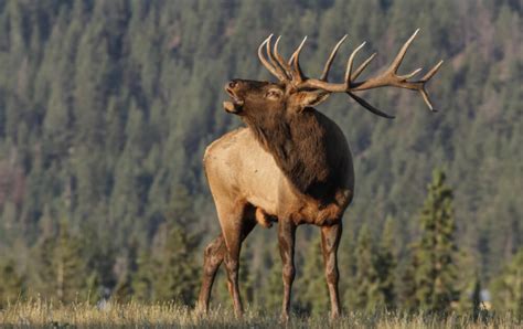 Estes Park Wildlife Archives - Estes Park Condos