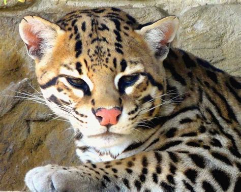 Picture 3 of 9 - Ocelot (Leopardus Pardalis) Pictures & Images ...