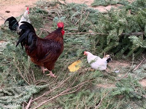 Bantam Chicken: Miniature Breed to Consider