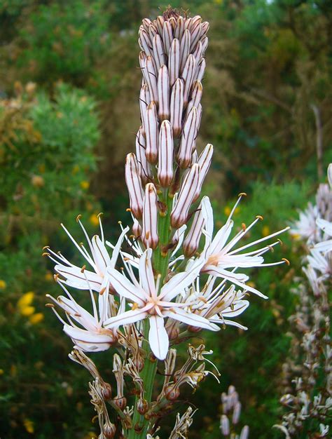 Asphodel | Description, Species, Symbolism, & Facts | Britannica