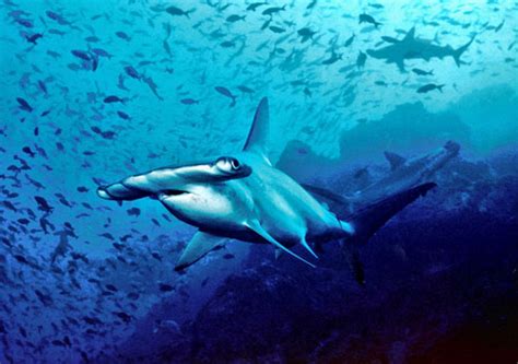 Hammerhead Shark Attacks | Planet Deadly