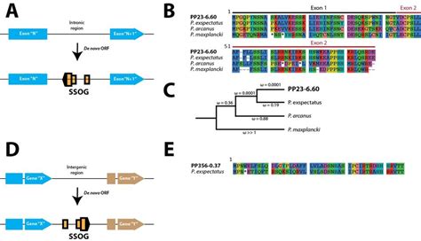 De novo gene birth. (A) A de novo gene can originate as an ...