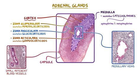 Adrenal gland histology: Video, Anatomy & Definition | Osmosis