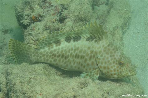 Epinephelus bilobatus - Frostback Rockcod | Reef Life Survey